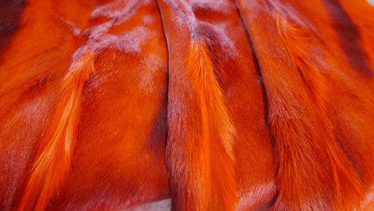 Dyed Burnt Orange Springbok Skin Large, Dyed Burnt Orange African springbok hide