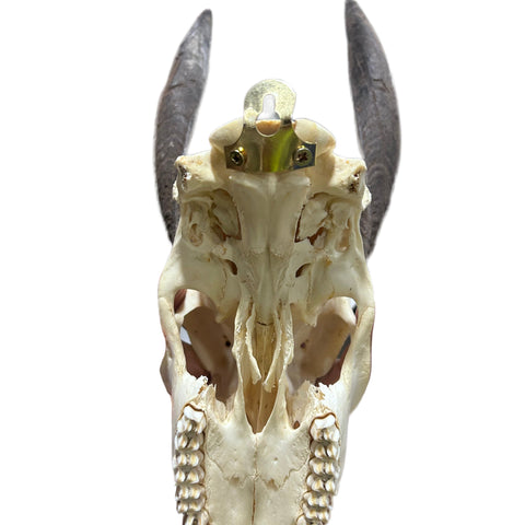 Real Bushbuck Skull - Approximate Size 18L X 6W X 10D" Wall Art Skull Bushbuck Skull Mount Gift, Skull Collector Rare Find (10" horns)