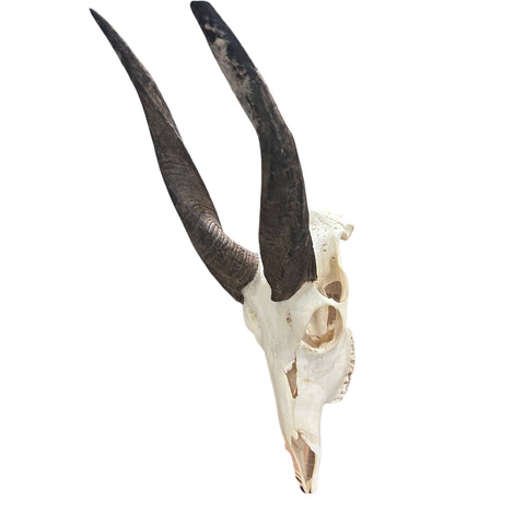 Real Bushbuck Skull - Approximate Size 18L X 6W X 10D" Wall Art Skull Bushbuck Skull Mount Gift, Skull Collector Rare Find (10" horns)