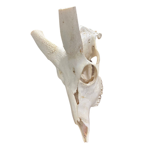 Real Bushbuck Skull - Approximate Size 18L X 6W X 10D" Wall Art Skull Bushbuck Skull Mount Gift, Skull Collector Rare Find (10" horns)