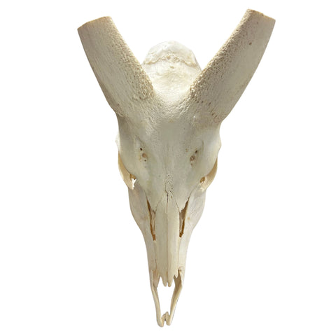 Real Bushbuck Skull - Approximate Size 18L X 6W X 10D" Wall Art Skull Bushbuck Skull Mount Gift, Skull Collector Rare Find (10" horns)