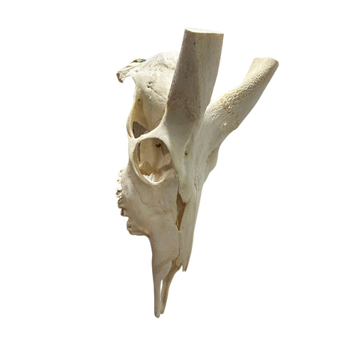 Real Bushbuck Skull - Approximate Size 18L X 6W X 10D" Wall Art Skull Bushbuck Skull Mount Gift, Skull Collector Rare Find (10" horns)