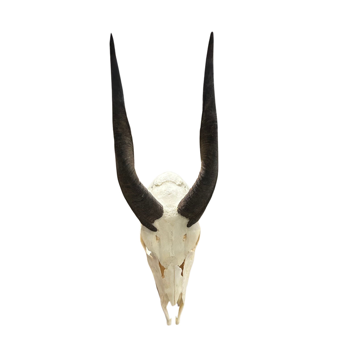 Real Bushbuck Skull - Approximate Size 16L X 6W X 10D" Wall Art Skull Bushbuck Skull Mount Gift, Skull Collector Rare Find (10" horns)