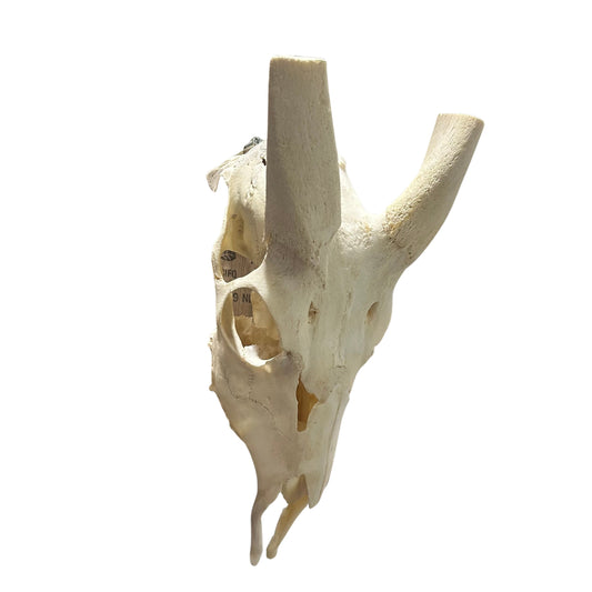 Real Bushbuck Skull - Approximate Size 16L X 6W X 10D" Wall Art Skull Bushbuck Skull Mount Gift, Skull Collector Rare Find (10" horns)