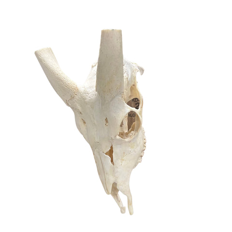 Real Bushbuck Skull - Approximate Size 16L X 6W X 10D" Wall Art Skull Bushbuck Skull Mount Gift, Skull Collector Rare Find (10" horns)