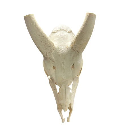 Real Bushbuck Skull - Approximate Size 16L X 6W X 10D" Wall Art Skull Bushbuck Skull Mount Gift, Skull Collector Rare Find (10" horns)