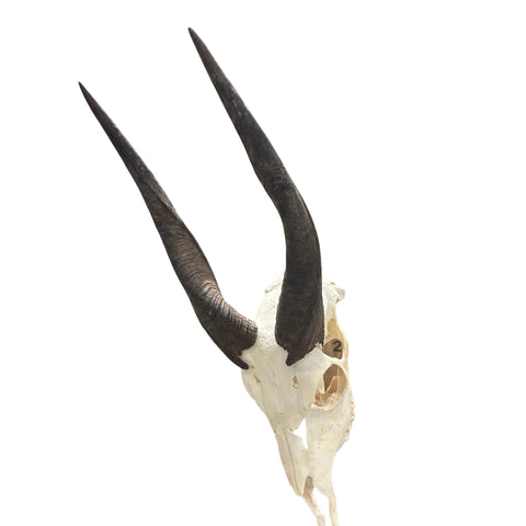 Real Bushbuck Skull - Approximate Size 16L X 6W X 10D" Wall Art Skull Bushbuck Skull Mount Gift, Skull Collector Rare Find (10" horns)