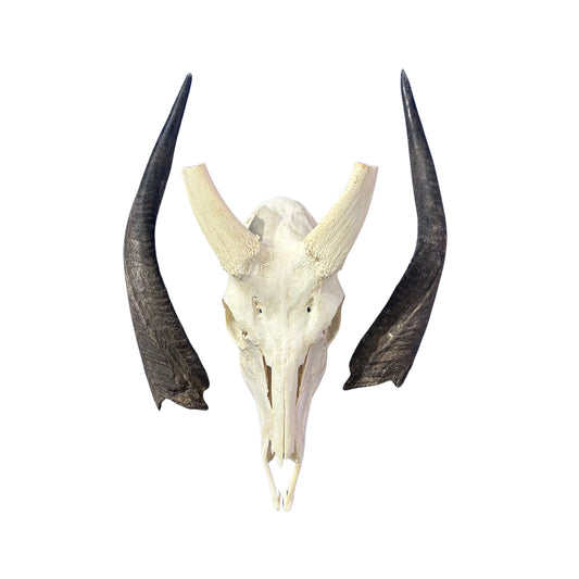 Real Bushbuck Skull - Approximate Size 19L X 6W X11D" Wall Art Skull Bushbuck Skull Mount Gift, Skull Collector Rare Find (10" horns)