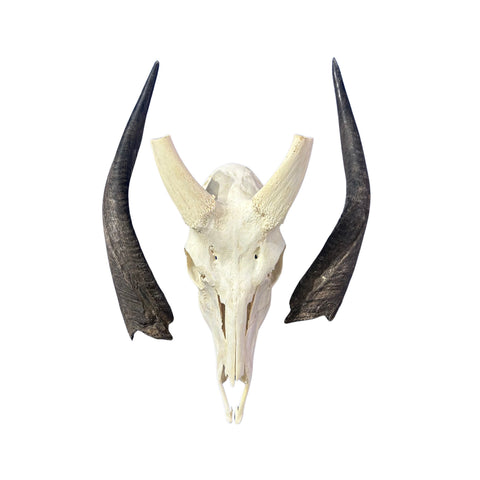 Real Bushbuck Skull - Approximate Size 19L X 6W X11D" Wall Art Skull Bushbuck Skull Mount Gift, Skull Collector Rare Find (10" horns)