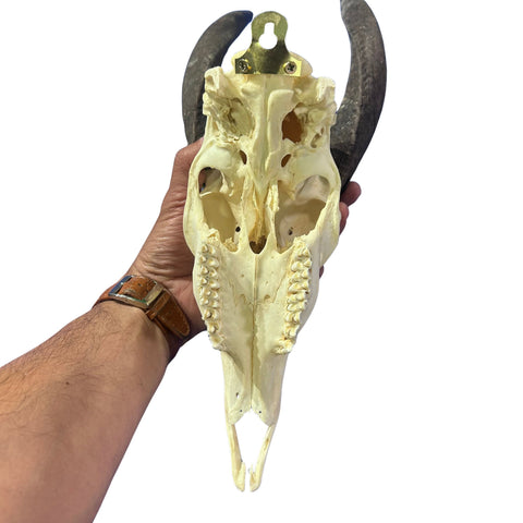 Real Bushbuck Skull - Approximate Size 19L X 6W X11D" Wall Art Skull Bushbuck Skull Mount Gift, Skull Collector Rare Find (10" horns)