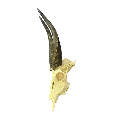 Real Bushbuck Skull - Approximate Size 19L X 6W X11D" Wall Art Skull Bushbuck Skull Mount Gift, Skull Collector Rare Find (10" horns)