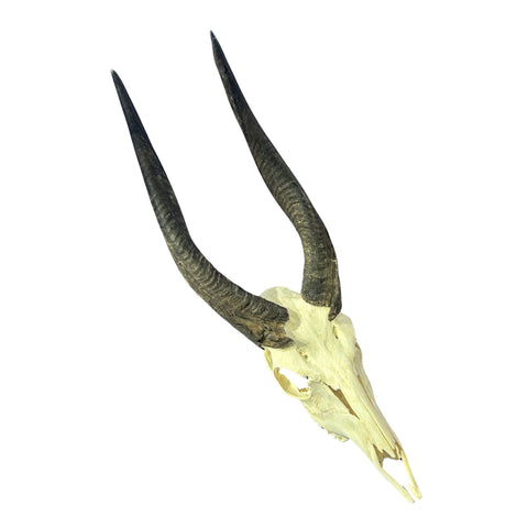 Real Bushbuck Skull - Approximate Size 19L X 6W X11D" Wall Art Skull Bushbuck Skull Mount Gift, Skull Collector Rare Find (10" horns)