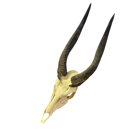 Real Bushbuck Skull - Approximate Size 19L X 6W X11D" Wall Art Skull Bushbuck Skull Mount Gift, Skull Collector Rare Find (10" horns)