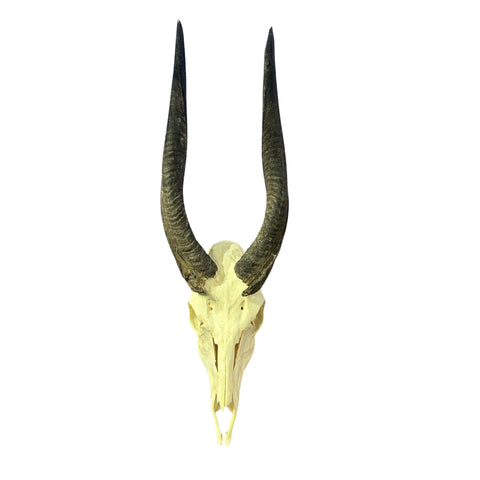 Real Bushbuck Skull - Approximate Size 19L X 6W X11D" Wall Art Skull Bushbuck Skull Mount Gift, Skull Collector Rare Find (10" horns)
