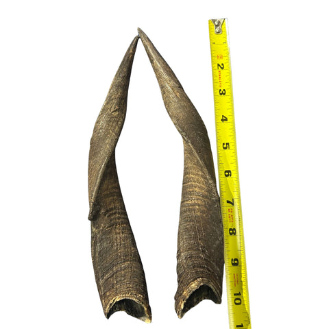 Bushbuck Horns - Real Horns Antlers Arts and Crafts Real Horns Real Deer Antlers Real Animal Horns for costumes Bushbuck Antelope Horns