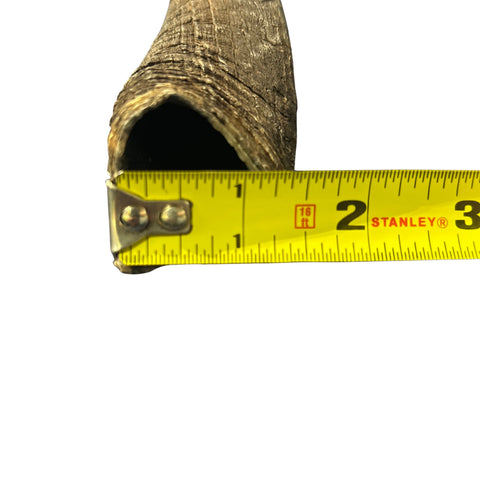 Bushbuck Horns - Real Horns Antlers Arts and Crafts Real Horns Real Deer Antlers Real Animal Horns for costumes Bushbuck Antelope Horns