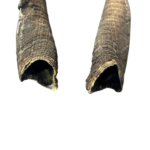 Bushbuck Horns - Real Horns Antlers Arts and Crafts Real Horns Real Deer Antlers Real Animal Horns for costumes Bushbuck Antelope Horns