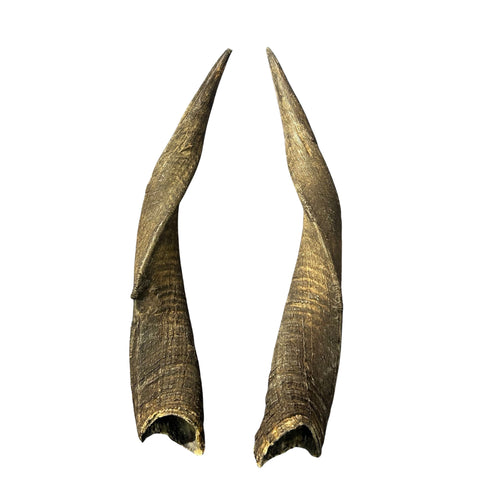 Bushbuck Horns - Real Horns Antlers Arts and Crafts Real Horns Real Deer Antlers Real Animal Horns for costumes Bushbuck Antelope Horns