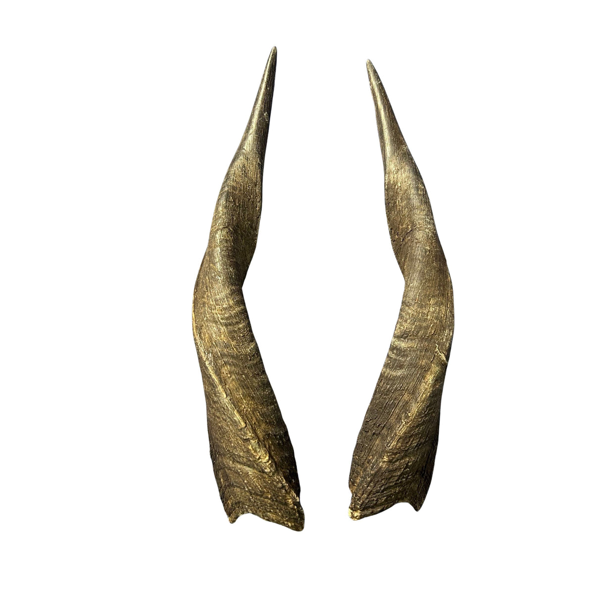 Bushbuck Horns - Real Horns Antlers Arts and Crafts Real Horns Real Deer Antlers Real Animal Horns for costumes Bushbuck Antelope Horns