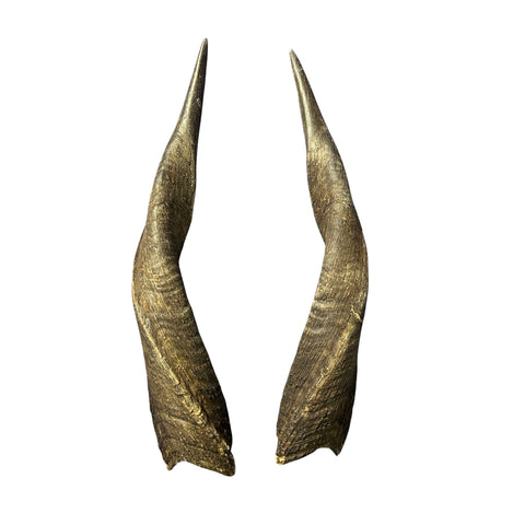 Bushbuck Horns - Real Horns Antlers Arts and Crafts Real Horns Real Deer Antlers Real Animal Horns for costumes Bushbuck Antelope Horns