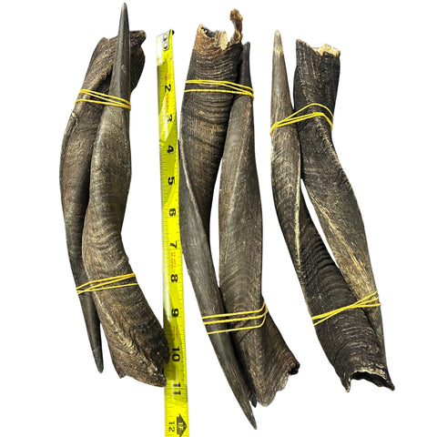 Bushbuck Horns - Real Horns Antlers Arts and Crafts Real Horns Real Deer Antlers Real Animal Horns for costumes Bushbuck Antelope Horns