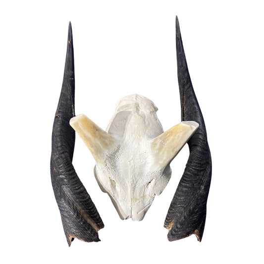 Real Bushbuck Skull