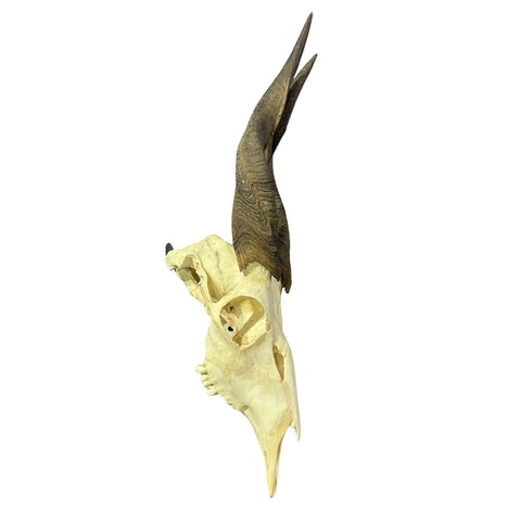 Real Bushbuck Skull - Approximate Size 18L X 4W X 9D" Wall Art Skull Bushbuck Skull Mount Gift, Skull Collector Rare Find (10" horns)