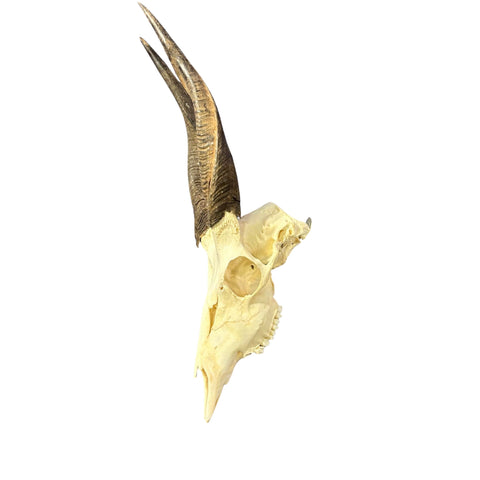 Real Bushbuck Skull - Approximate Size 18.5L X 6W X 13D" Wall Art Skull Bushbuck Skull Mount Gift, Skull Collector Rare Find (11" horns)