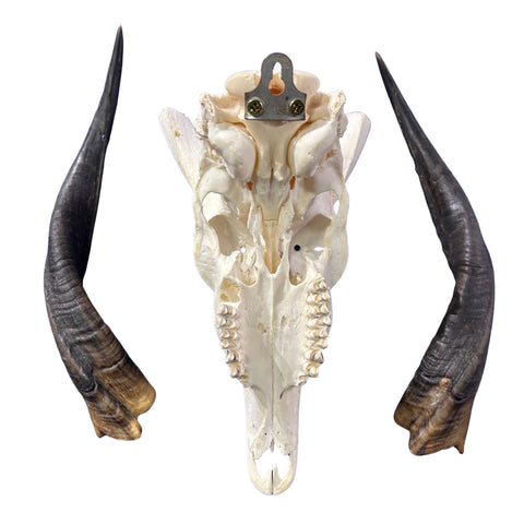 Real Bushbuck Skull - Approximate Size 18L X 7W X 10D" Wall Art Skull Bushbuck Skull Mount Gift, Skull Collector Rare Find (10" horns)