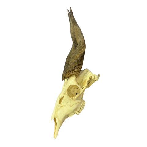 Real Bushbuck Skull - Approximate Size 18L X 4W X 9D" Wall Art Skull Bushbuck Skull Mount Gift, Skull Collector Rare Find (10" horns)
