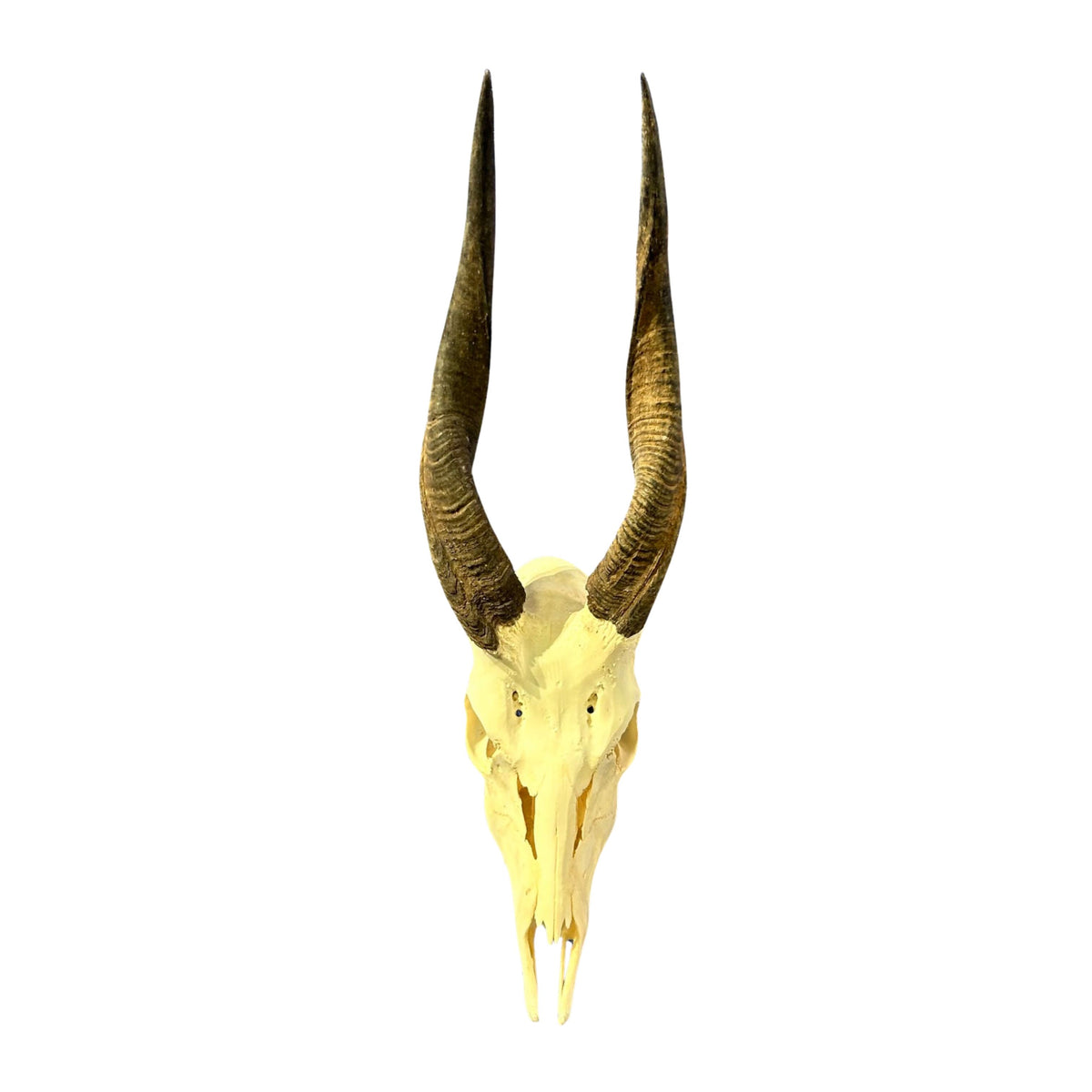 Real Bushbuck Skull - Approximate Size 18.5L X 6W X 13D" Wall Art Skull Bushbuck Skull Mount Gift, Skull Collector Rare Find (11" horns)