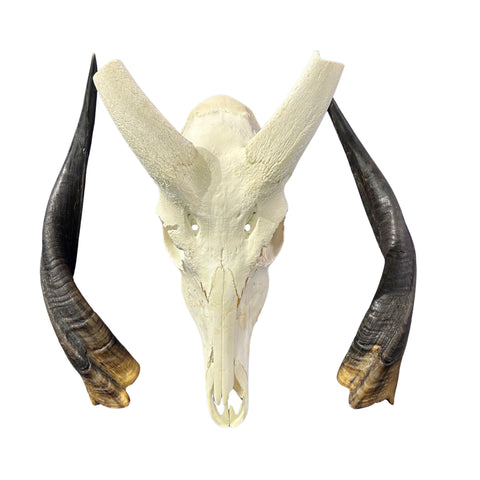 Real Bushbuck Skull - Approximate Size 18L X 7W X 10D" Wall Art Skull Bushbuck Skull Mount Gift, Skull Collector Rare Find (10" horns)