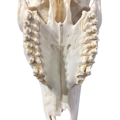 Real Bushbuck Skull - Approximate Size 18.5L X 6W X 13D" Wall Art Skull Bushbuck Skull Mount Gift, Skull Collector Rare Find (11" horns)