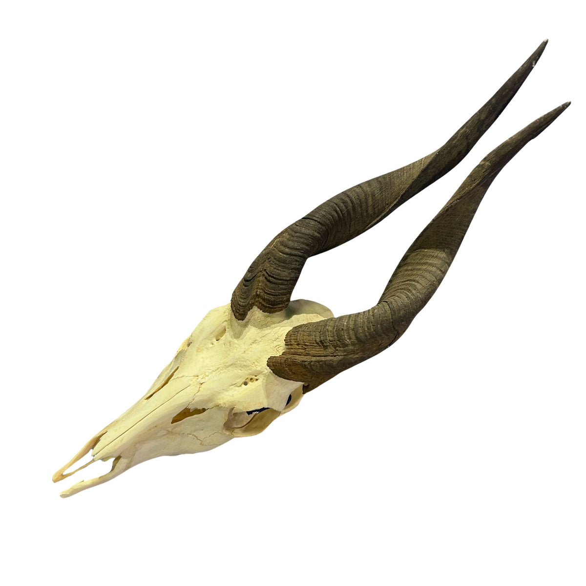 Real Bushbuck Skull - Approximate Size 18L X 4W X 9D" Wall Art Skull Bushbuck Skull Mount Gift, Skull Collector Rare Find (10" horns)
