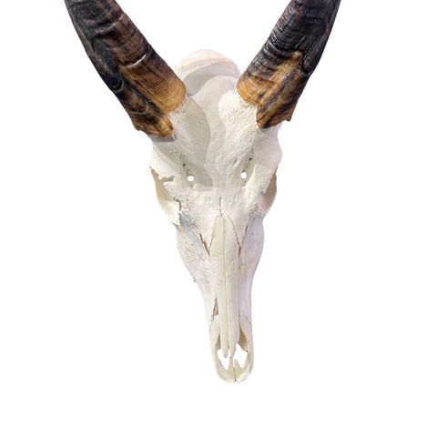 Real Bushbuck Skull - Approximate Size 18L X 7W X 10D" Wall Art Skull Bushbuck Skull Mount Gift, Skull Collector Rare Find (10" horns)