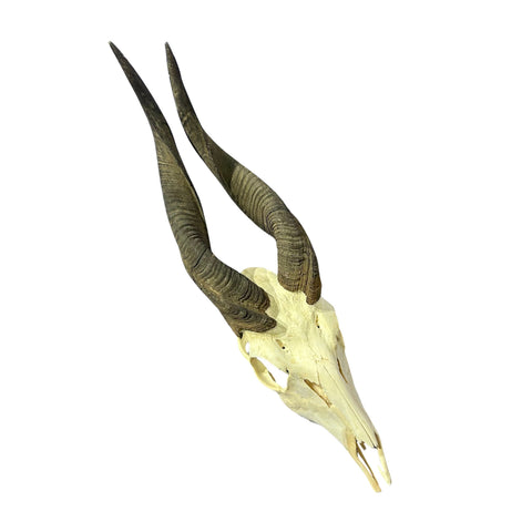Real Bushbuck Skull - Approximate Size 18L X 4W X 9D" Wall Art Skull Bushbuck Skull Mount Gift, Skull Collector Rare Find (10" horns)