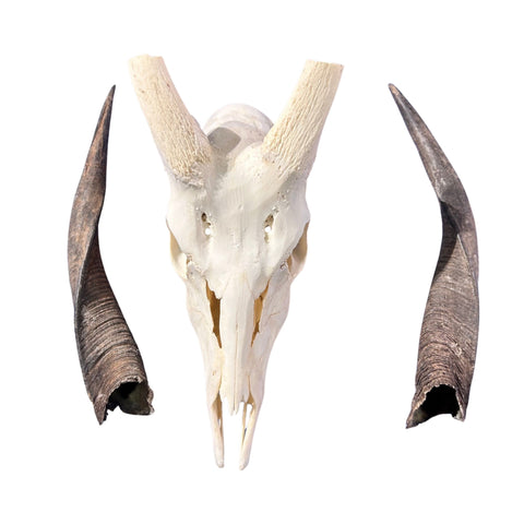 Real Bushbuck Skull - Approximate Size 18.5L X 6W X 13D" Wall Art Skull Bushbuck Skull Mount Gift, Skull Collector Rare Find (11" horns)