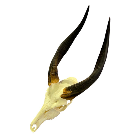 Real Bushbuck Skull - Approximate Size 18L X 7W X 10D" Wall Art Skull Bushbuck Skull Mount Gift, Skull Collector Rare Find (10" horns)