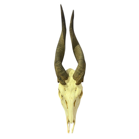Real Bushbuck Skull - Approximate Size 18L X 4W X 9D" Wall Art Skull Bushbuck Skull Mount Gift, Skull Collector Rare Find (10" horns)