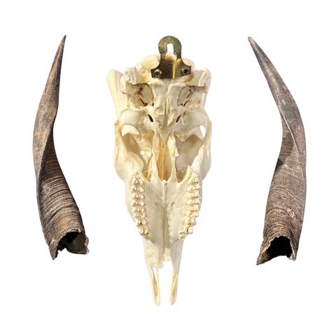 Real Bushbuck Skull - Approximate Size 18.5L X 6W X 13D" Wall Art Skull Bushbuck Skull Mount Gift, Skull Collector Rare Find (11" horns)