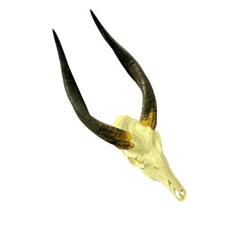 Real Bushbuck Skull - Approximate Size 18L X 7W X 10D" Wall Art Skull Bushbuck Skull Mount Gift, Skull Collector Rare Find (10" horns)