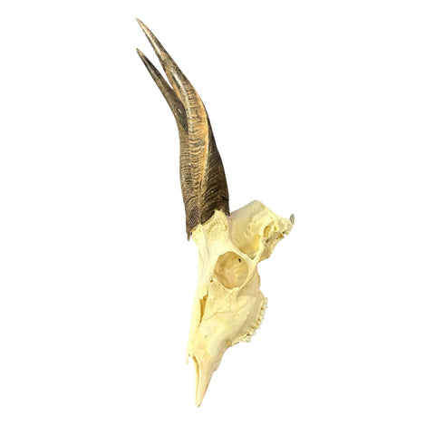 Real Bushbuck Skull - Approximate Size 18.5L X 6W X 13D" Wall Art Skull Bushbuck Skull Mount Gift, Skull Collector Rare Find (11" horns)