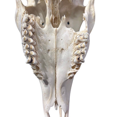 Real Bushbuck Skull - Approximate Size 18L X 4W X 9D" Wall Art Skull Bushbuck Skull Mount Gift, Skull Collector Rare Find (10" horns)