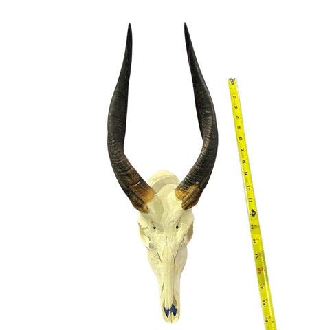 Real Bushbuck Skull - Approximate Size 18L X 7W X 10D" Wall Art Skull Bushbuck Skull Mount Gift, Skull Collector Rare Find (10" horns)
