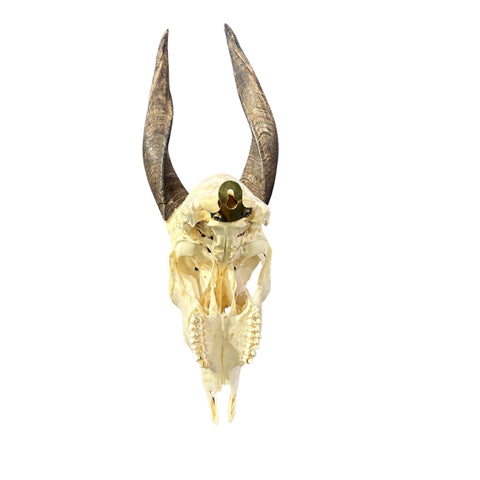 Real Bushbuck Skull - Approximate Size 18.5L X 6W X 13D" Wall Art Skull Bushbuck Skull Mount Gift, Skull Collector Rare Find (11" horns)