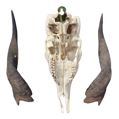 Real Bushbuck Skull - Approximate Size 18L X 4W X 9D" Wall Art Skull Bushbuck Skull Mount Gift, Skull Collector Rare Find (10" horns)