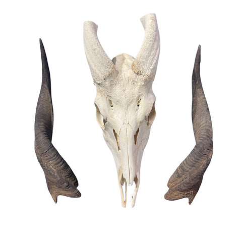 Real Bushbuck Skull - Approximate Size 18L X 4W X 9D" Wall Art Skull Bushbuck Skull Mount Gift, Skull Collector Rare Find (10" horns)