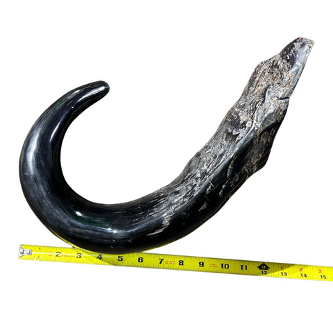 Cape Buffalo Yemenite Shofar - Genuine Cape buffalo Horn - Around 23" long - Judaica Trumpet Kosher-made African Buffalo horn shofar