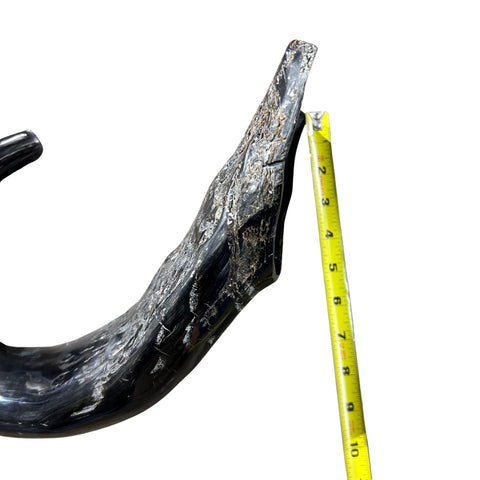 Cape Buffalo Yemenite Shofar - Genuine Cape buffalo Horn - Around 23" long - Judaica Trumpet Kosher-made African Buffalo horn shofar
