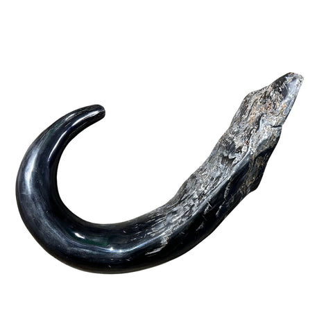 Cape Buffalo Yemenite Shofar - Genuine Cape buffalo Horn - Around 23" long - Judaica Trumpet Kosher-made African Buffalo horn shofar
